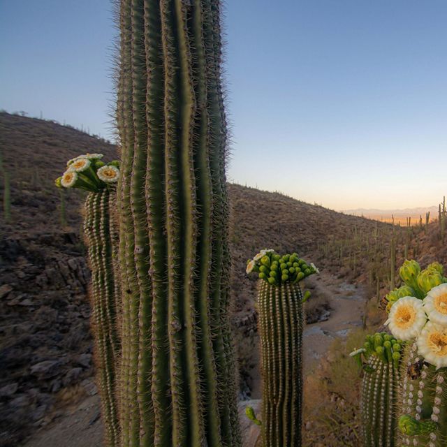 The Mighty Saguaro // In pre-dawn light, a might saguaro cactus shows off some of her first flowers of the season.