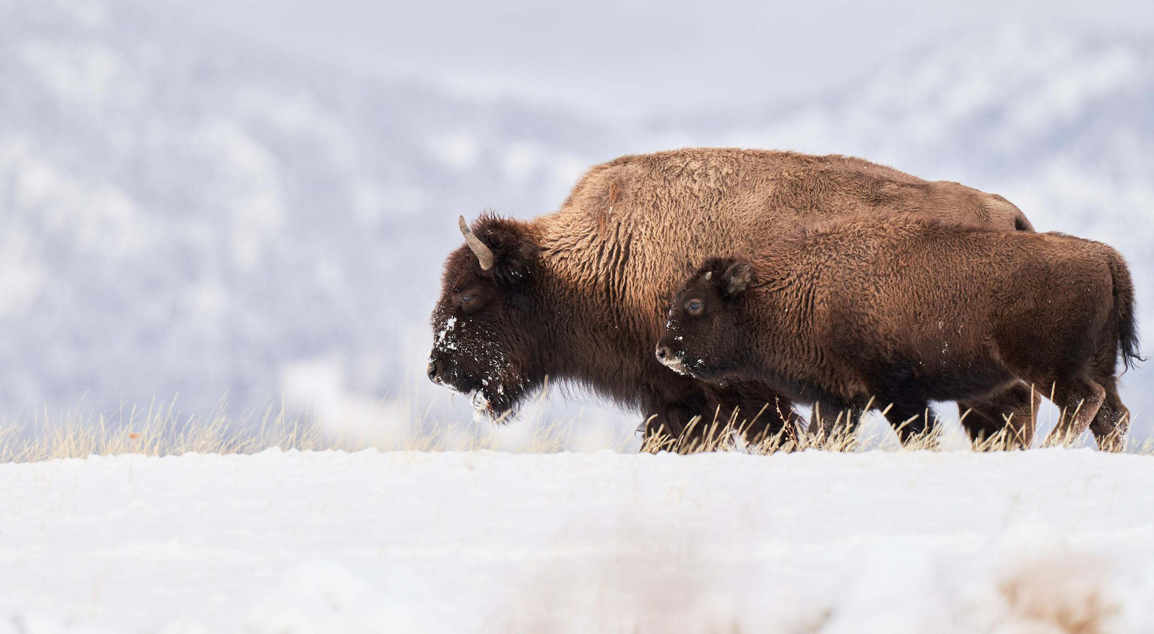 Bison and calf walking through the snow