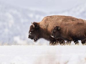 Herd of bison moving through the snow. 