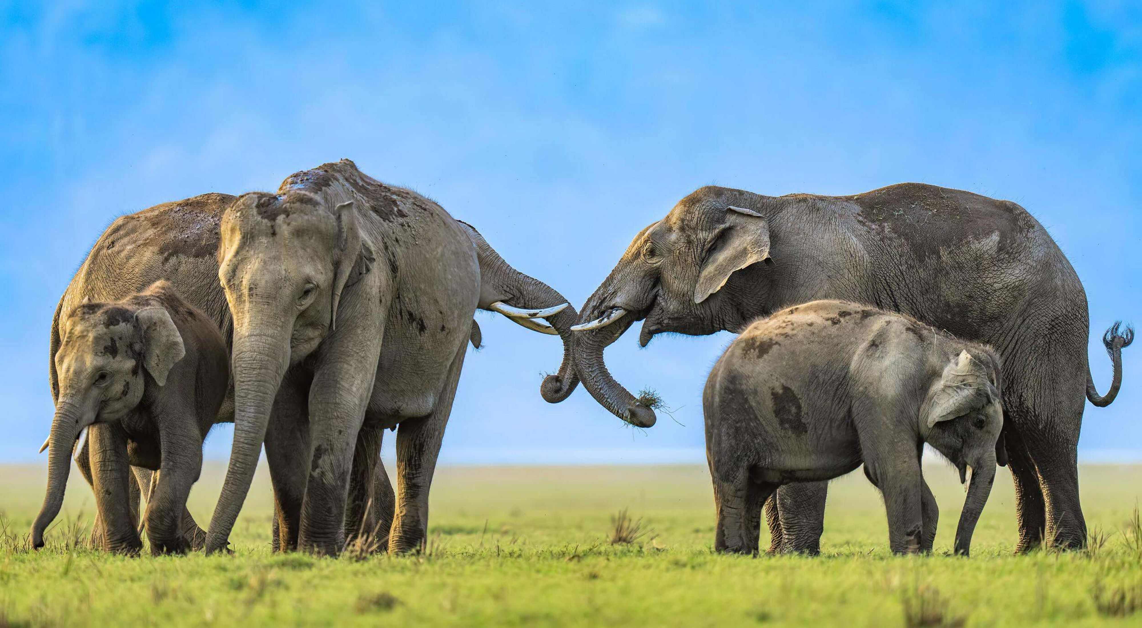 5 elephants interact on a grassy plain, with 2 adult elephants linking their trunks.