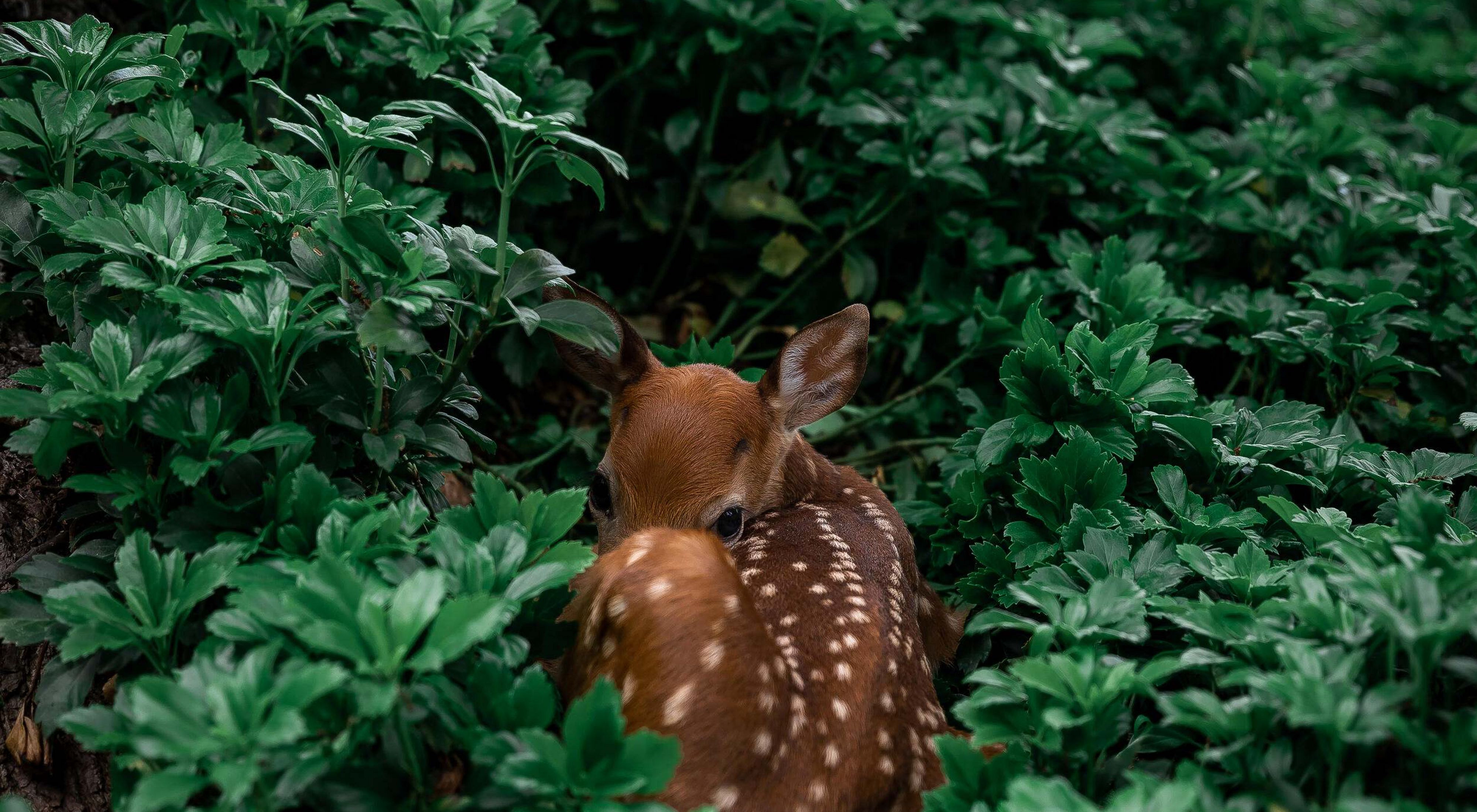 A white-tailed deer fawn curled up in greenery.