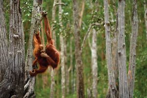 A mother organutan and her baby hang from a tree in Kalimantan, Indonesia. 