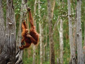 A mother orangutan hangs out with her baby in the forests of Kalimantan, Indonesia. 