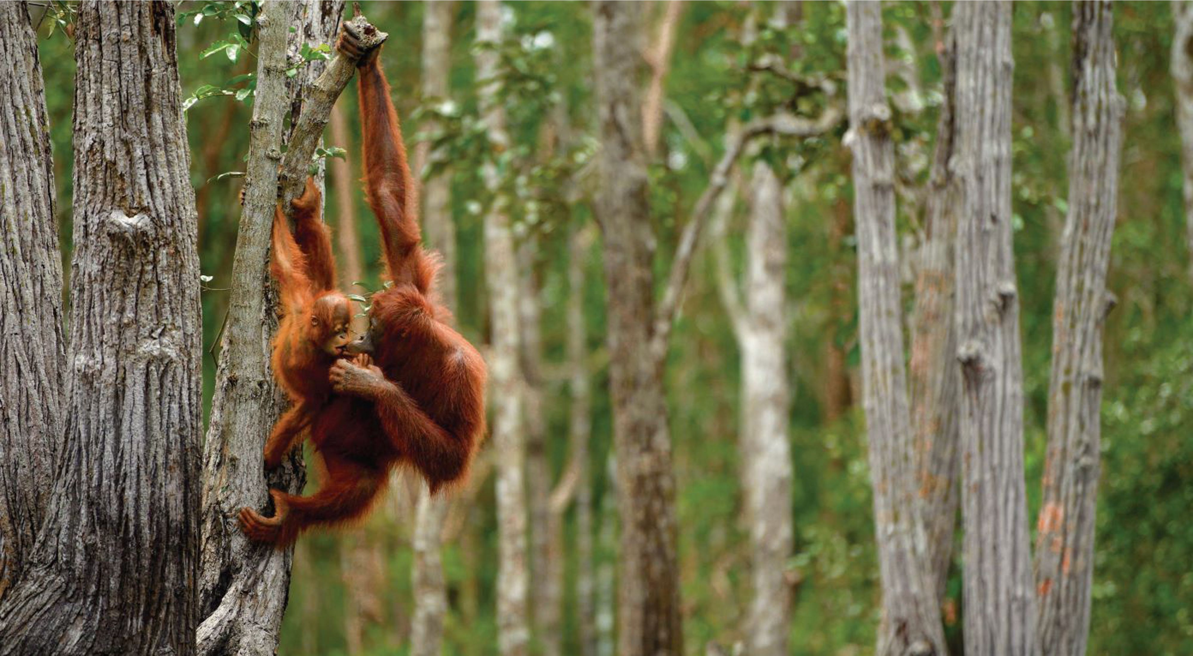 A mother organutan and her baby hang from a tree in Kalimantan, Indonesia. 
