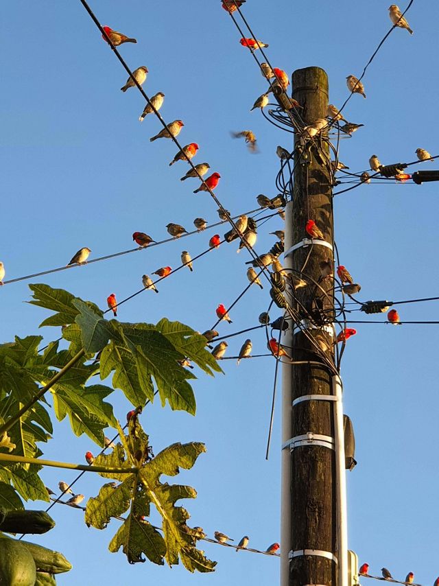 Una bandada de fodis de Mauricio posados sobre líneas eléctricas.