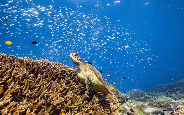 A green sea turtle resting on a throne of hard corals while hundreds of fishes saluted her from above off shore of Heron Island.