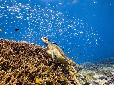 A green sea turtle rests on hard coral reefs with hundreds of fish seemingly looking at her in awe.