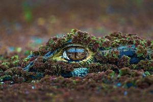  El ojo reptil de un caimán, cubierto de vegetación verde y marrón, sobresale de la superficie del agua.