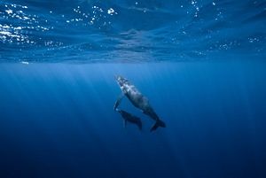 A mother and calf whale approach the surface.