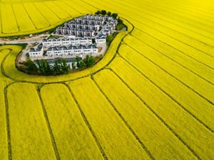 A small community of boxy white building sits like an island surrounded by brilliant golden yellow farm fields.