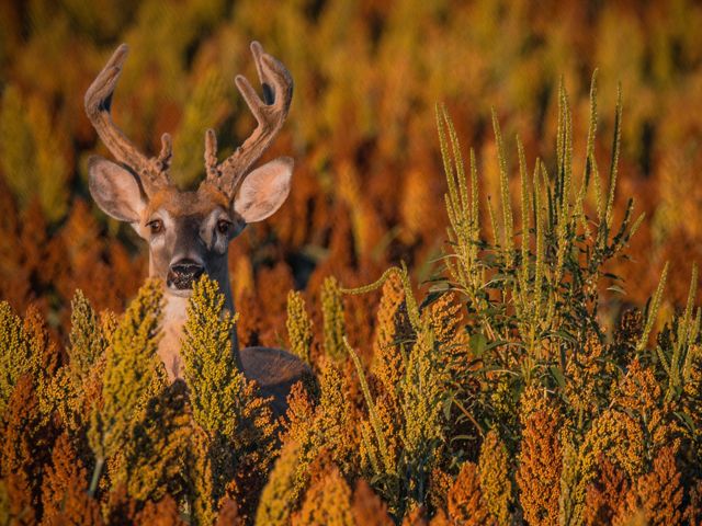 A male deer with velvety antlers stares out from a field of sorghum.