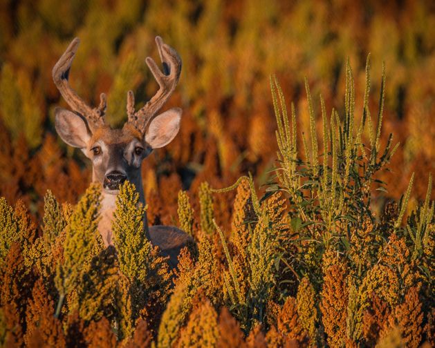 A deer with velvety anters peers out from a field of sorghum in late fall.