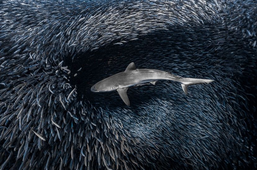 A shark punches a hole through an enormous, tightly packed baitball of fish as it hunts for a meal.