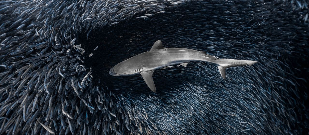 Un tiburón perfora un enorme banco de peces mientras busca comida.