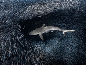 A shark creates a hole in a massive bait ball of small fish as it swims through looking for a meal.