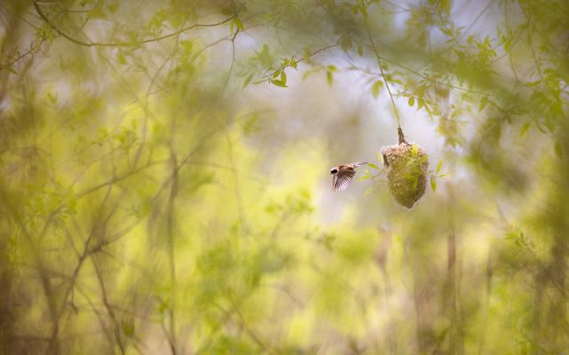 Un pequeño pájaro se aleja volando de un nido en forma de cesta que cuelga de una rama delgada.