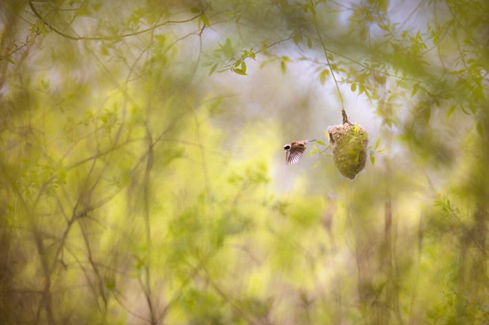 A small bird flies away from a basket shaped nest that dangles from a thin branch. The nest is framed by the greenery of surrounding trees and shrubs.