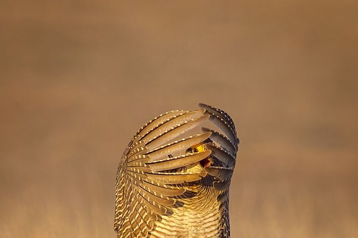 A brown and white bird leaps into the air above the Kansas prairie, folding its wing tips into itself to hide its face.