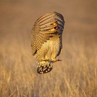 A prairie chicken jumping high into the air with its wings around its face.