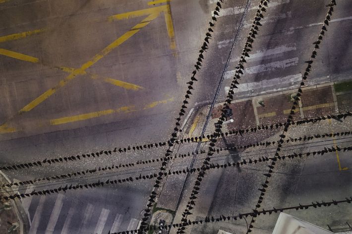 Barn swallows sit closely together, filling several power lines. The intersecting lines create a pattern with the crosswalks and other painted markings on the road beneath them.
