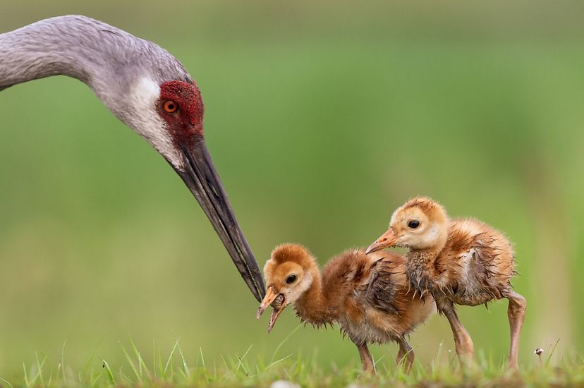 A bird with a thing neck and long beak feeds a grub to one of its small, fluffy chicks.