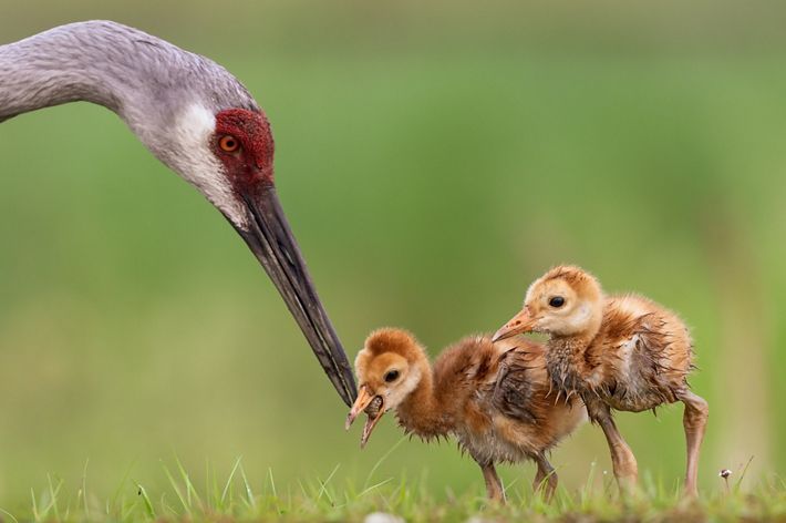 A bird with a thin neck and long beak feeds a grub to one of its small, fluffy chicks.