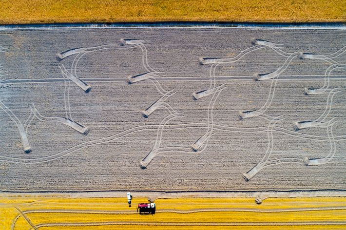 Mustard yellow fields frame a large fallow field. Hummocks of gray dirt are pushed up at the end of parallel tracks.