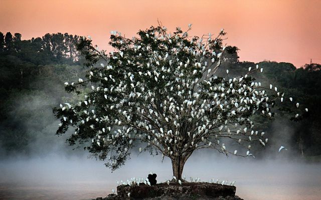 A single tree grows on a small circle of land surrounded by water. The tree is covered with white egrets roosting for the night.