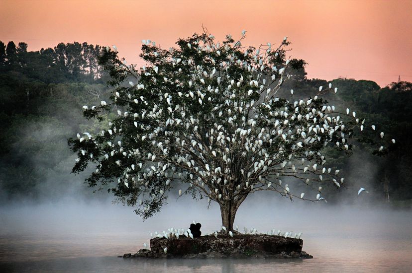 A single tree grows on a small circle of land surrounded by water. The tree is covered with white egrets roosting for the night.