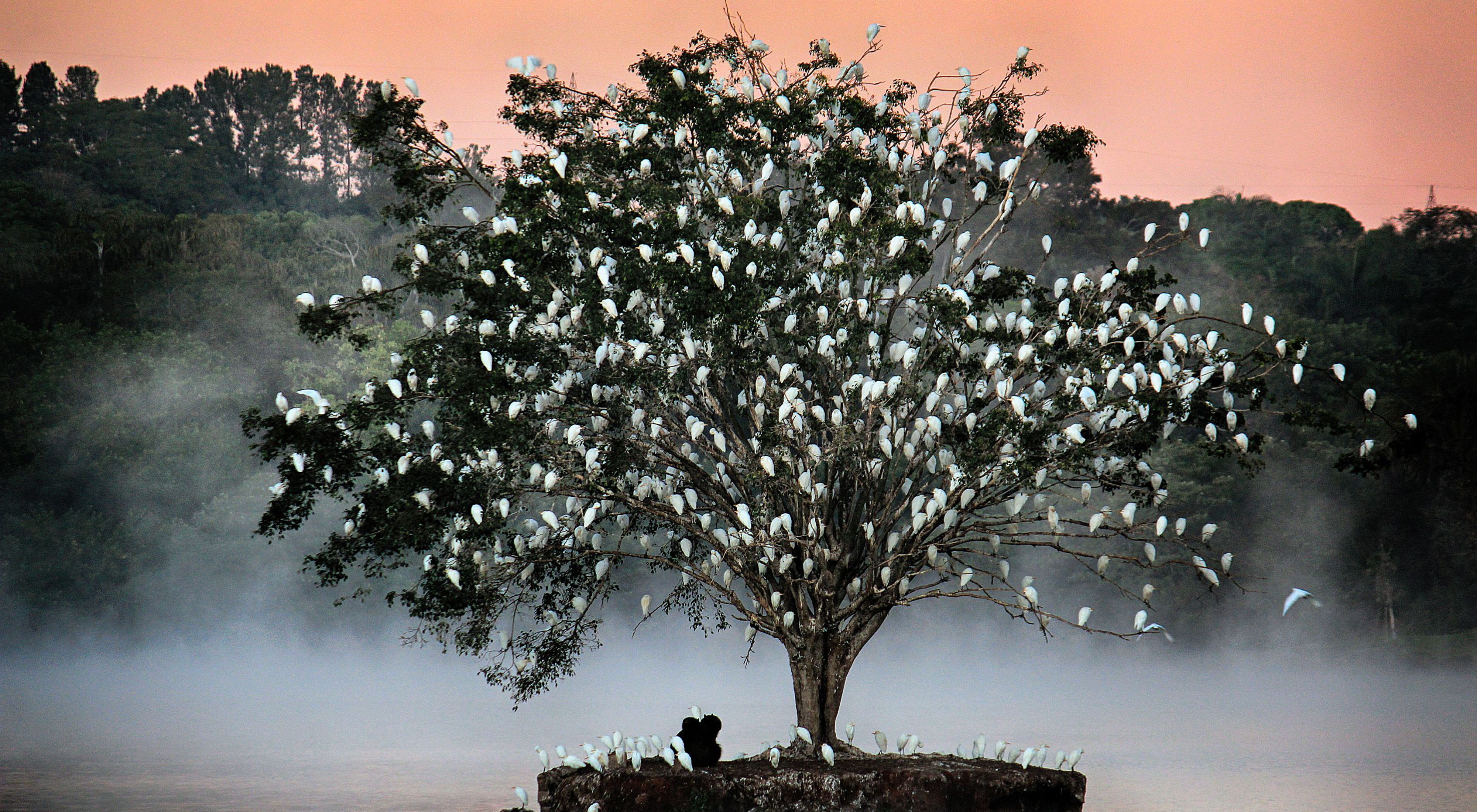 A small island with a tree in Uberlândia, Minas Gerais, Brazil, welcomes a flock of herons every evening.