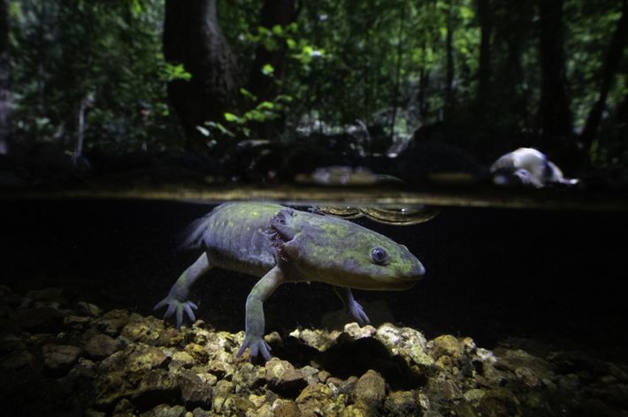 A salamander floats just beneath the surface of the water.