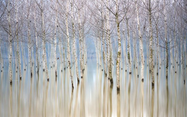 Rows of leafless, white barked birch trees are reflected back in the still water that surrounds them.
