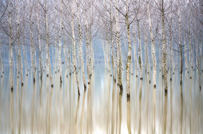 Rows of leafless, white barked birch trees are reflected back in the still water that surrounds them.