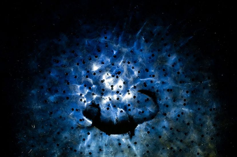 A newt is silhouetted floating above a large mass of eggs. Light from above is diffused through the opaque eggs.