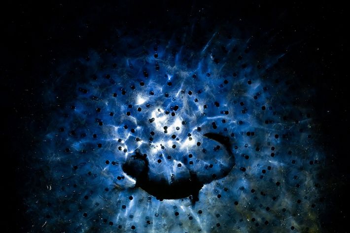A side portrait of a Pot-bellied Seahorse in the dark water
