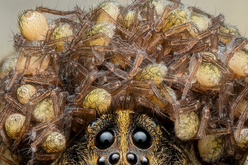 Close up view of a spider covered in its tiny baby spiders.