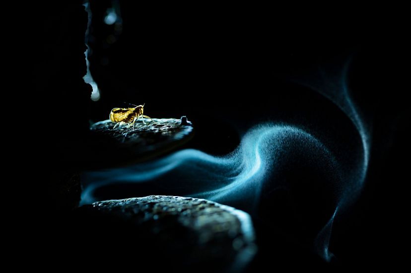 A yellow insect stands on top of a fungus as spores curve and disperse in the air around it.