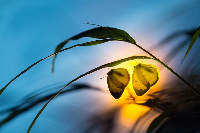 Dos mariposas flotan una al lado de la otra, iluminadas por una luz dorada sobre un tallo de hierba.
