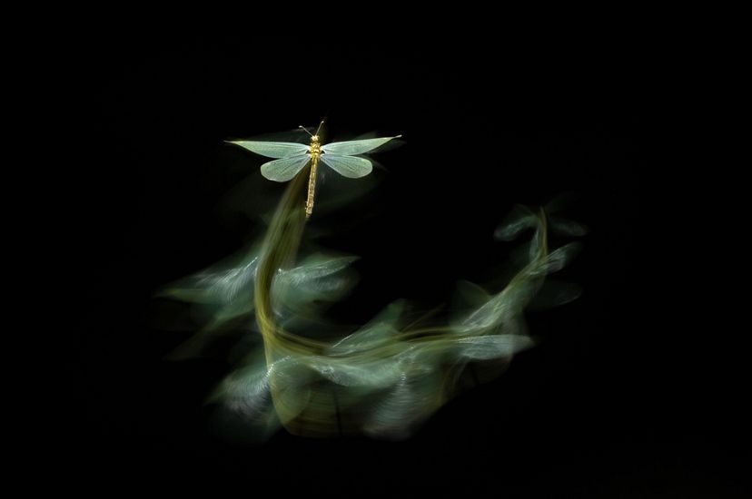 A long shutter exposure shows the flight of a green moth, creating multiple images of the insect as it flies through the air.