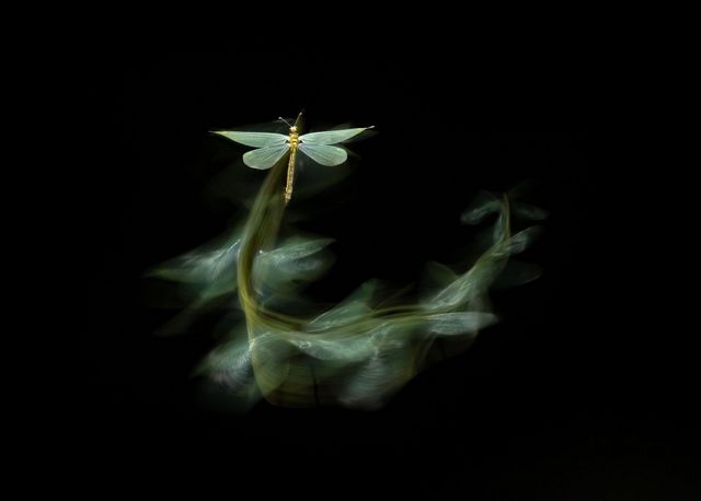 A long shutter exposure shows the flight of a green moth, creating multiple images of the insect as it flies through the air.