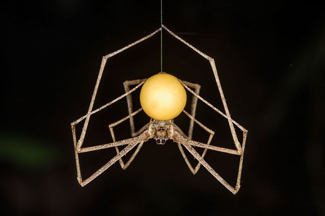A long legged spider hangs suspended from an egg sac spun from its own silk. The round sac seems to glow with a soft golden light.