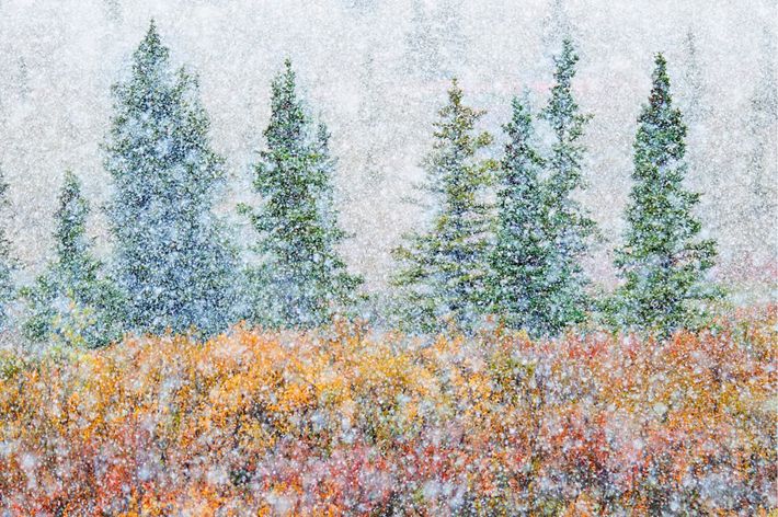 Tall evergreens and low plants colored red and gold and obscured and softened by a heavy fall of snow.