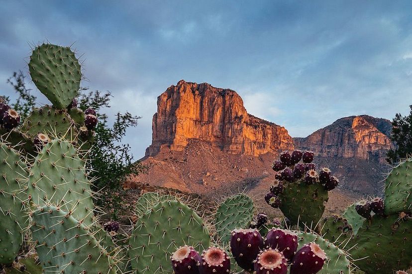 Purple and orange colored fruits grow from the flat, prickly scales of a cactus. The face of El Capitan glows in the light of the setting sun.