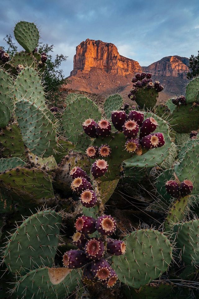 Purple and orange colored fruits grow from the flat, prickly scales of a cactus. The face of El Capitan glows in the light of the setting sun.