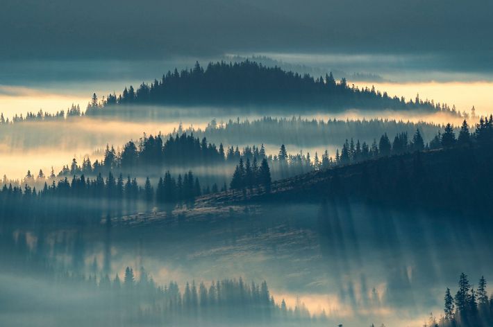 An image made in the Apuseni Mountains, mountains that are part of the Western Carpathians. I witnessed a special sunrise seen from Poiana Calineasa towards the Poiana Horea - Belis area. Wild forests under the warm sunlight. The image was made on May 1, 2023.