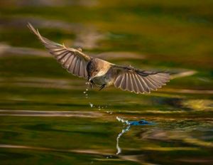 An eastern phoebe, wings outstretched, snatches an insect from the surface of the water. A trail of water follows it. 