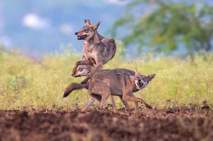 Three wolves leap and play with each other.