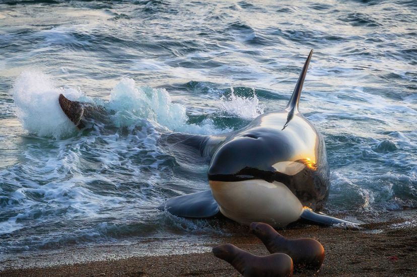A killer whale uses its tale to propel itself out of the shallow surf and onto the beach in pursuit of two small seals.
