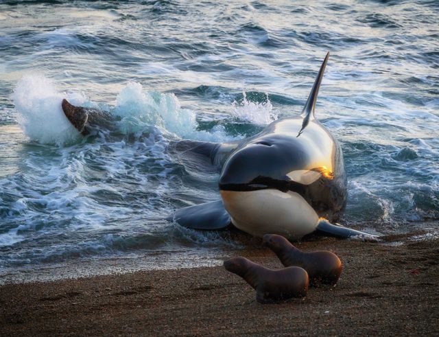 A killer whale uses its tale to propel itself out of the shallow surf and onto the beach in pursuit of two small seals.