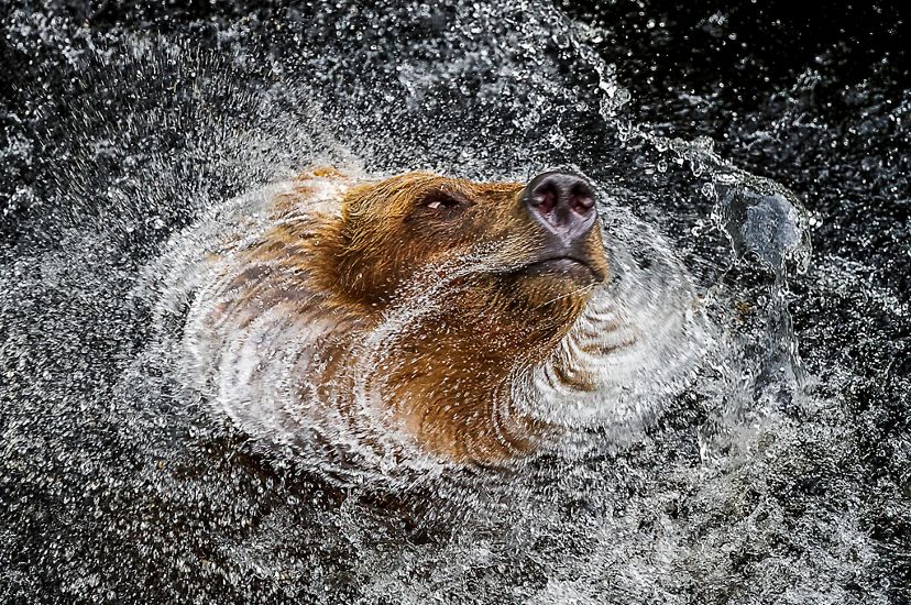 A grizzly bear dries itself by shaking its body. The massive head appears still at the center of a swirling spray of water.